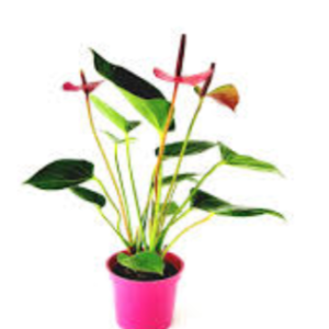 Anturio Importado Mini