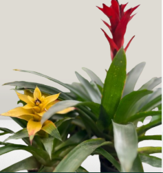 Bromelias