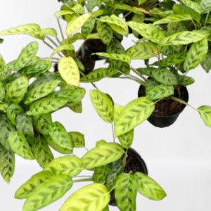 Calathea Concinna