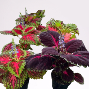 Coleus