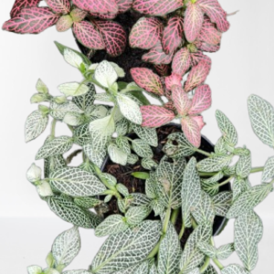 Fittonia