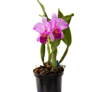Orquídea Cattleya