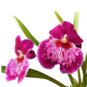 Orquídea Miltonia
