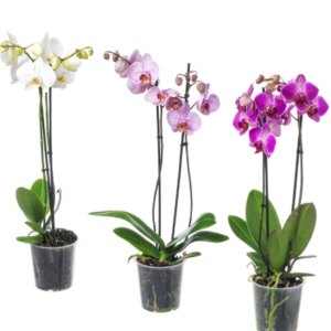 Orquídea Phalaenopsis