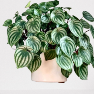 Peperomia