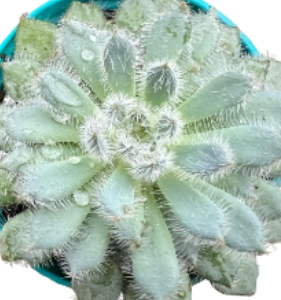 Echeveria Setosa