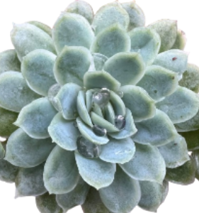 Echeveria Desmetiana
