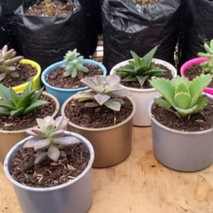 Suculentas en Maceta