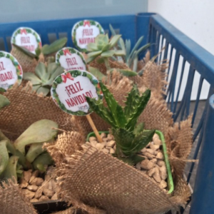 Suculentas envueltas